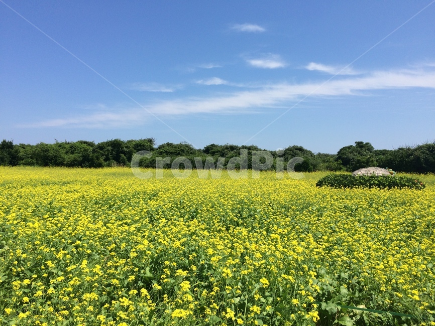 꽃,유채꽃,제주유채꽃,유체꽃,꽃밭,식물,자연,plants,nature,꽃,flower