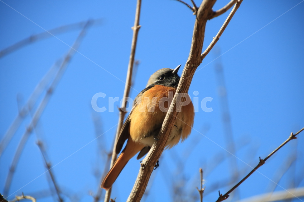 딱새,새,풍경,동물,신설동,동물,animal,조류,새,birds