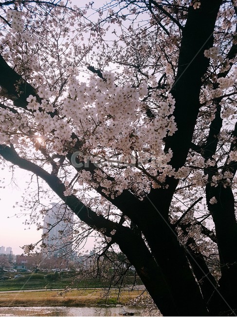 꽃,flower,blossom,식물,plant