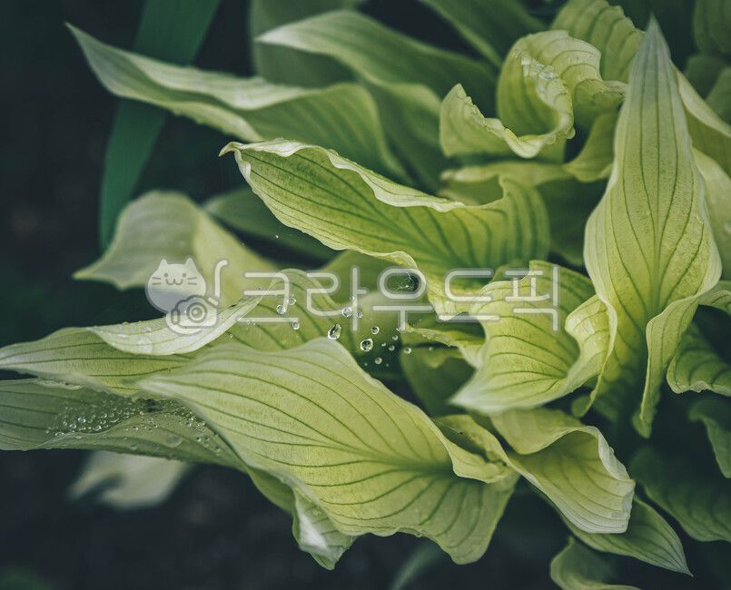 꽃,꽃물방울,잎물방울,물방울,잎,식물,작은물방울,식물,자연,plants,nature