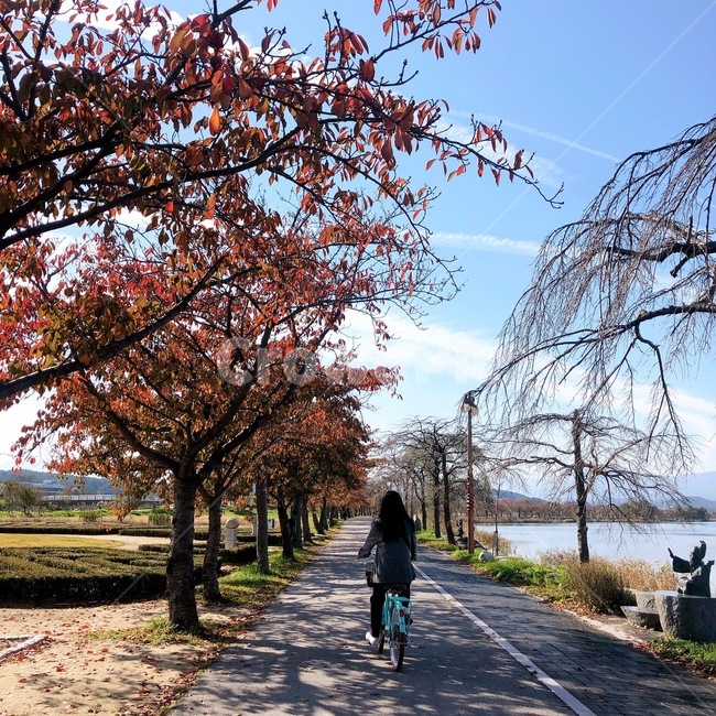 human,인간,transportation,교통,vehicle,차량,bicycle,자전거,tree,나무,person