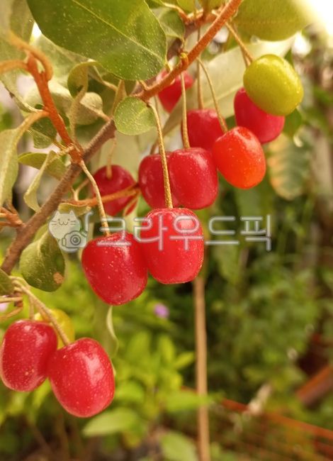 보리수,식물,보리수열매,열매,과일