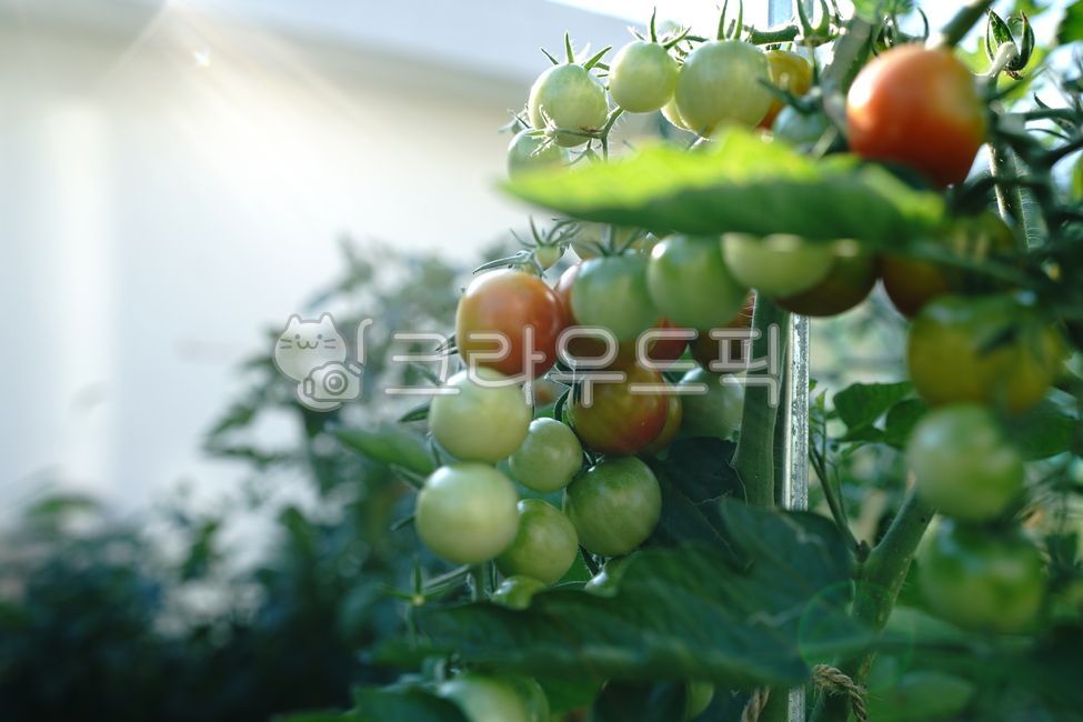 방울토마토,식물,채소,과일,plant,텃밭,송이,과일채소