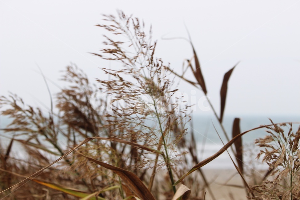 바다,가을,갈대,하늘,배경,가을,계절,fall,autumn,season,식물,자연,plants,nature,grass,잔디,plant,lawn,reed