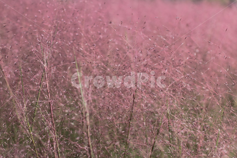 핑크뮬리,벼과,분홍,핑크,여러해살이풀,가을풍경,가을,계절,fall,autumn,season,plant,식물,grass,잔디