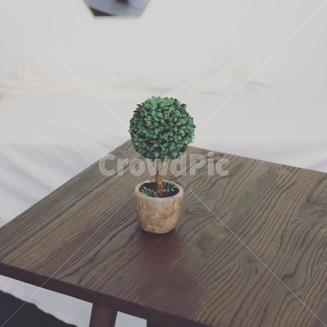 화분,인테리어,책상,실내인테리어,감성