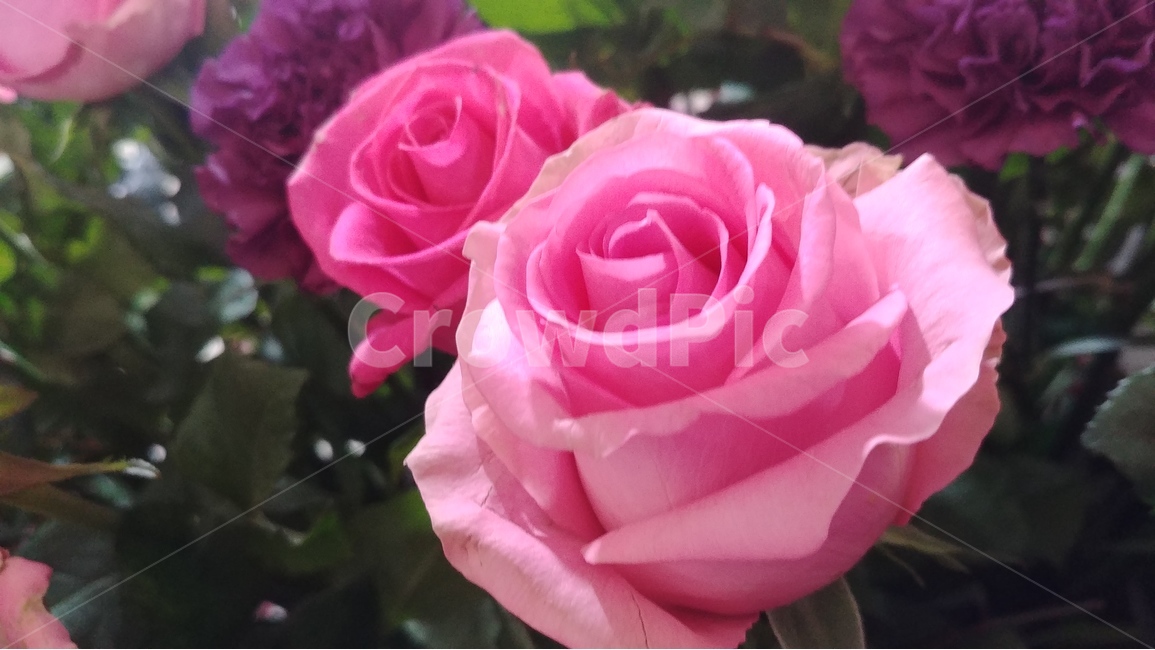 꽃,flower,rose,장미,장미꽃,샘페인핑크,여름,여름꽃,6월의꽃,6월,핑크,pink,flowers,식물,plants,식물,자연,plants,nature,꽃,flower
