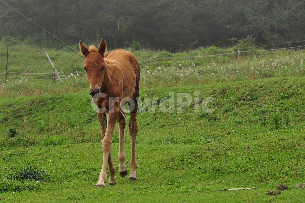 목초지,방목,말,야생마,동물,목축업,목장,livestock farming,ranching,pasture