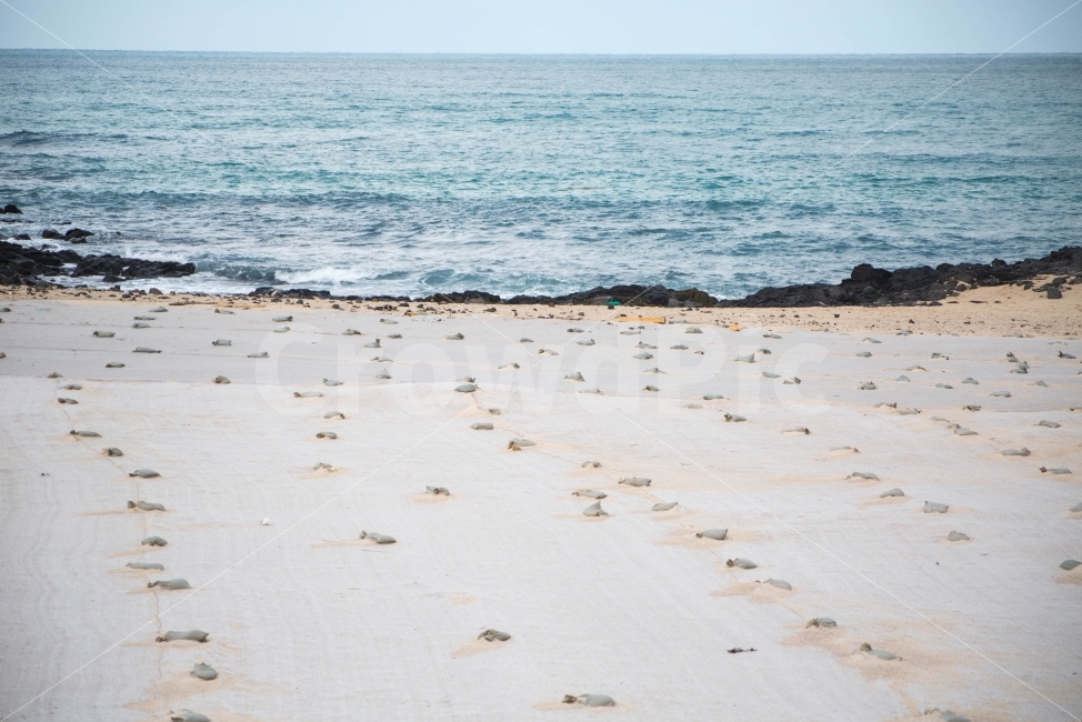바다,풍경,제주도,여행,발자국,자연,풍경,nature,landscape,해변,바다,beach,sea,감성,sensible,feeling,water,물,shoreline,해안선,outdoors,옥외,ocean,대양