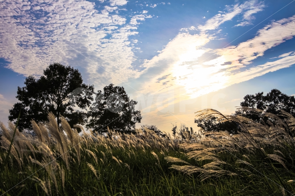 억새풀,하늘공원,노을,억새풀밭,노을진하늘,가을,계절,fall,autumn,season,자연,풍경,nature,landscape,grass,잔디,plant,식물,lawn,reed,갈대