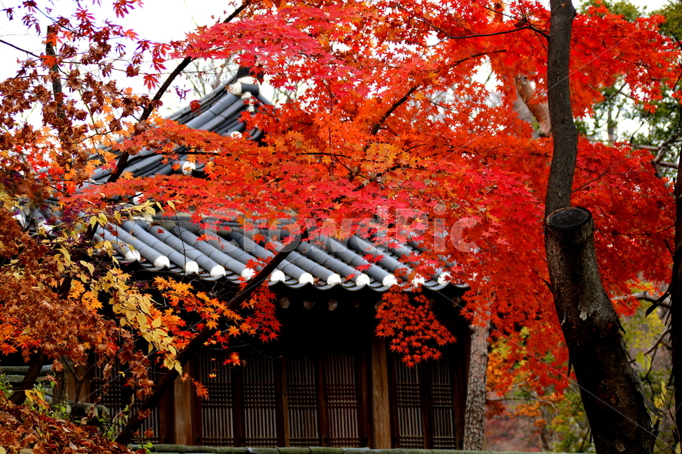 계절,가을,풍경,식물,나무,가을,계절,fall,autumn,season,한국전통,한국문화,korean traditional,korean culture,건축물,건물외관,exterior,building,structure,architecture,construction,tree,maple,단풍,plant,leaf,잎