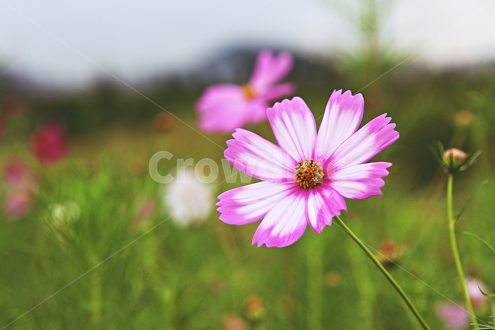 코스모스,꽃,꽃잎,들꽃,식물,가을꽃,가을,공원,자연,식물,자연,plants,nature,꽃,flower