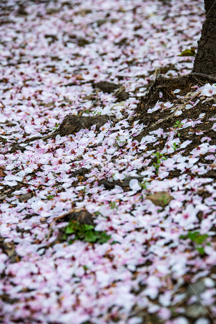벛꽃,자동차유리엔핀벚꽃,서울벚꽃,날리는벚꽃,떨어진벚꽃,봄,계절,spring,season,flower,꽃,plant,식물,petal,꽃잎,blossom