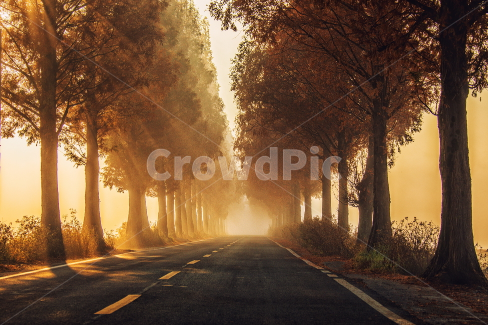 길,메타세콰이어길,안개,안개길,빛내림,아침풍경,가을,계절,fall,autumn,season,식물,자연,plants,nature,나무,trees,wood,교통,교통수단,traffic,transportation,asphalt,아스팔트,road,도로