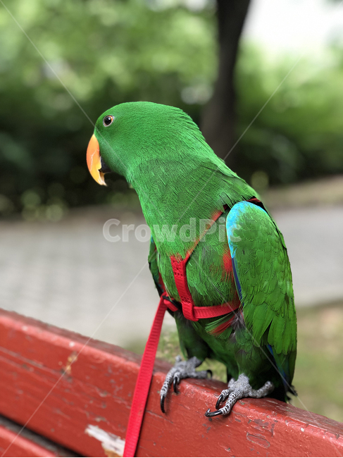 animal,동물,bird,새,앵무새,초록새,뉴기니아앵무새,뉴기니아,동물,animal,조류,새,birds