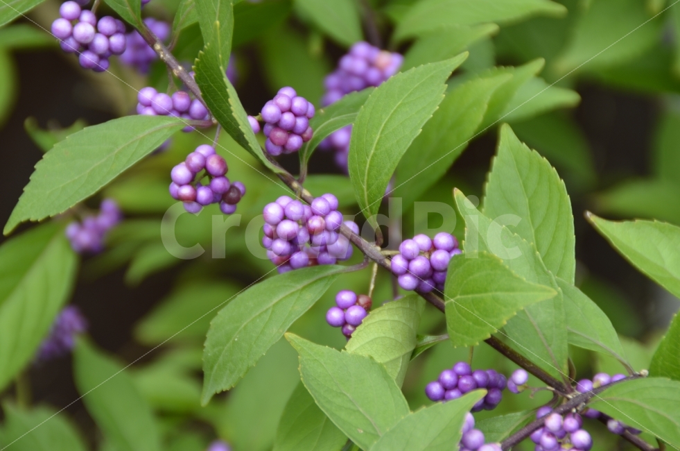 열매,보라색,Fruit,초록,green,식물,자연,plants,nature