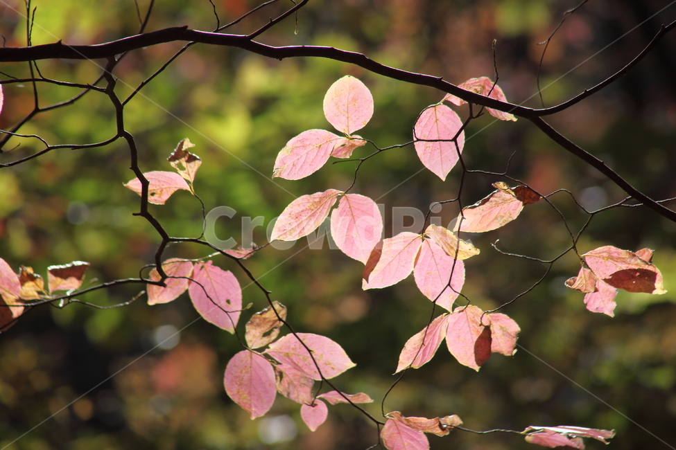 단풍,잎,가을,redleaves,leaf,식물,자연,plants,nature