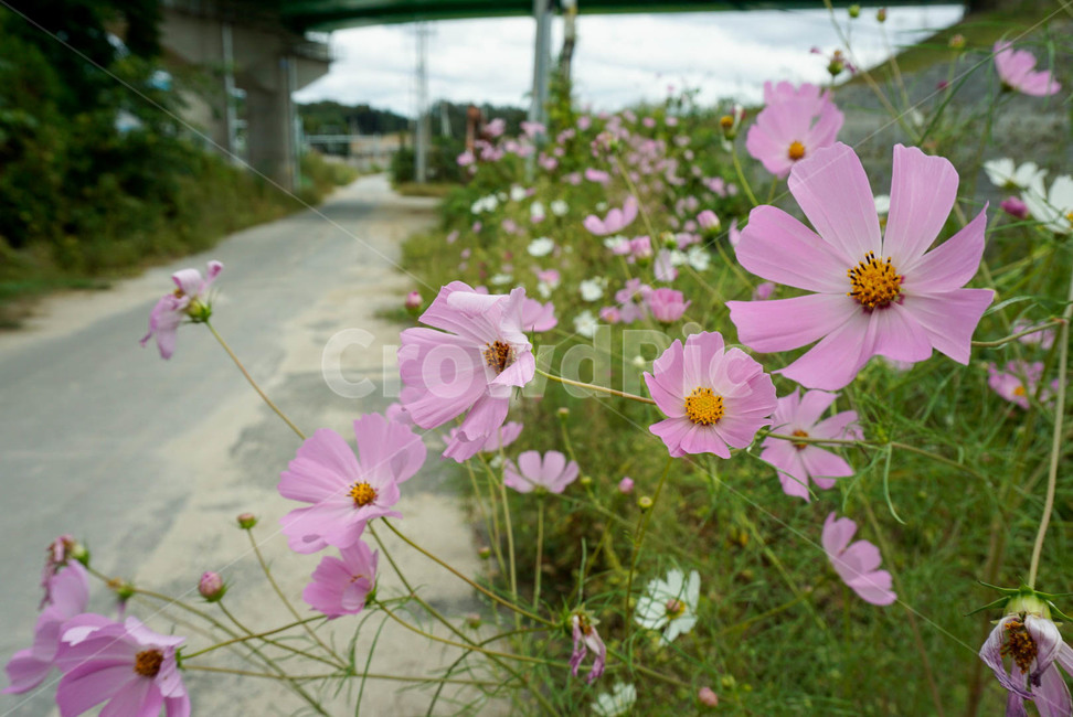 꽃,식물,코스모스,풍경,flower,계절,가을,autumn,season,감성,자연,풍경사진,감성사진,plants,nature