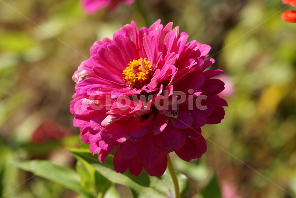 백일홍,꽃,꽃잎,꽃한송이,분홍,진분홍,flower,flowers,nature,식물,자연,plants,nature,꽃,flower