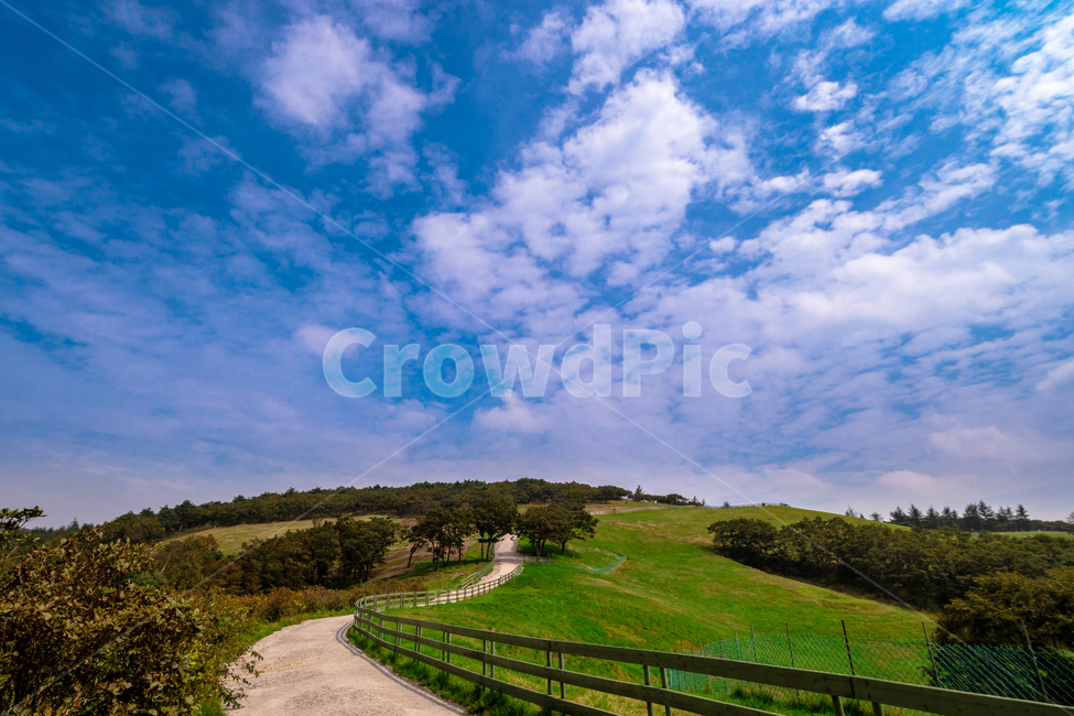 대관령,양떼목장,목초지,강원도,봄,시골,자연,풍경,nature,landscape,한국자연풍경,한국자연경관,korea nature landscape,outdoors,옥외,field,들,grassland