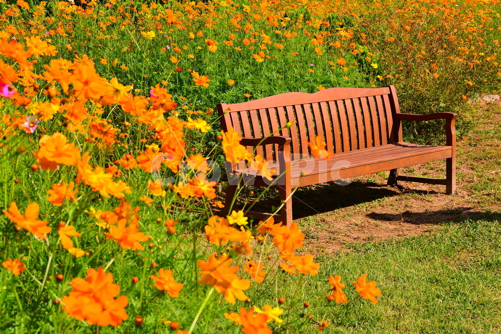 벤치,의자,나무의자,쉼터,휴식,빈자리,relaxation,rest,쉼,쉬어가는곳,힐링,여유,명상,산책,bench,leisure,sit,chair,풍경,앉다,자리,편안한,화원,꽃밭,노랑코스모스,코스모스,cosmos,가을,flowers,healing,휴식,힐링,rest,relaxation,healing