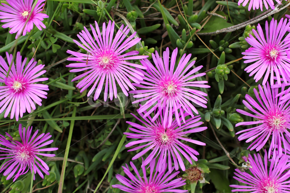 colorful,flower,garden,green,natural,nature,pink,plant,purple,violet,꽃,생화,식물,그린,녹색,정원,공원,핑크,분홍색,퍼플,보라색,자연,탑앵글,탑뷰,풀,꽃잔디,잔디,잔디밭,플라워,송엽국,식물,자연,plants,nature,꽃,flower