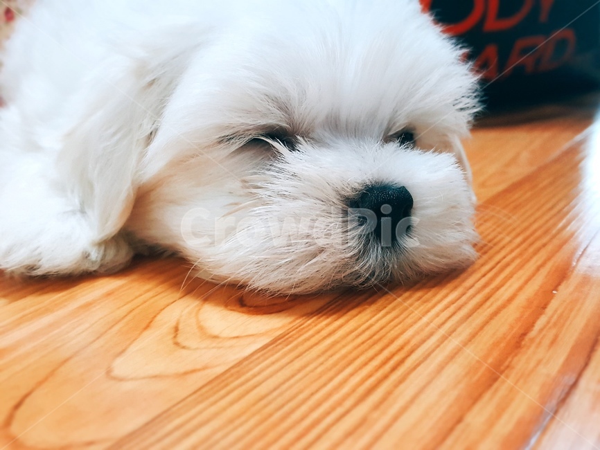 말티즈,강아지,새끼강아지,댕댕이,자는강아지,귀여운강아지,자는개,귀여운개,dog,꿈개,멍멍이,흰강아지,흰개,자는말티즈,눈감은말티즈