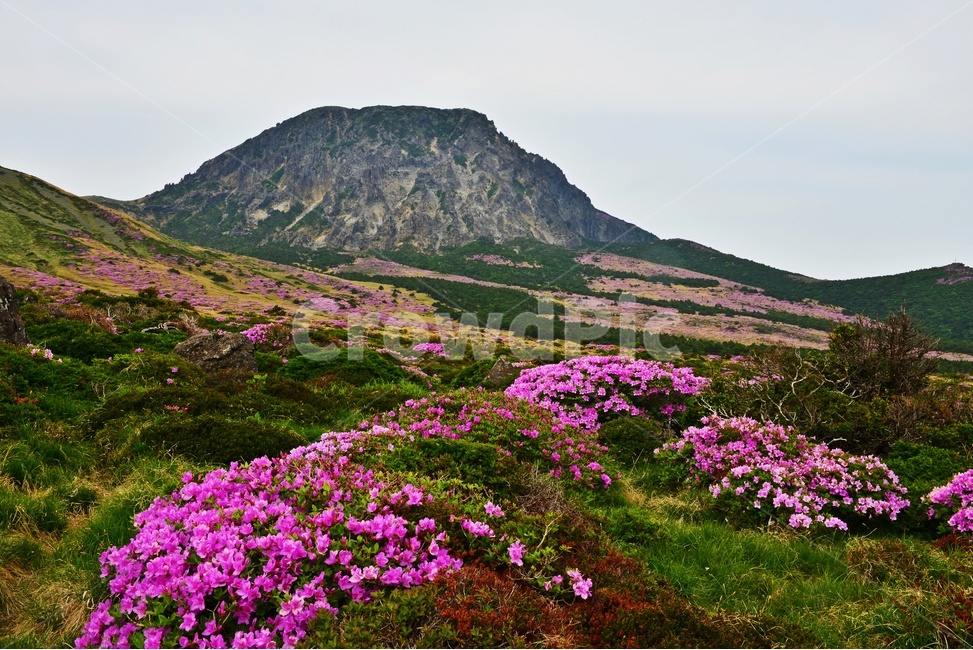 제주,한라산,한라산철쭉,한라산봄,봄,계절,철쭉,철쭉꽃,영실,윗세오름,언덕,plant,식물,nature,자연,outdoors,옥외,경치,경관,풍경,비경,제주비경,제주봄,자연,풍경,nature,landscape