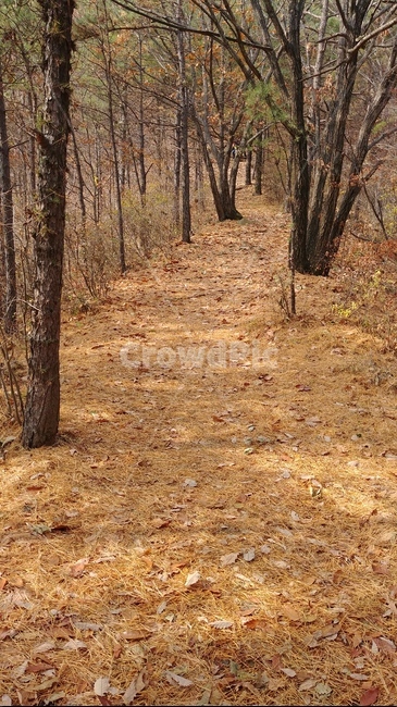 오솔길,가을오솔길,산책로,호젓함,고요함,가을정취,가을,가을풍경,가을,계절,fall,autumn,season,ground,바닥,tree,나무,plant,식물,tree trunk,나무 줄기
