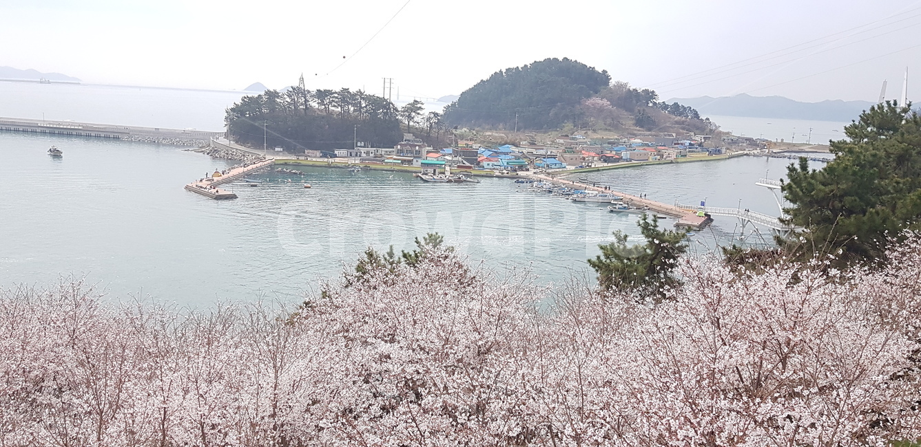 꽃,plant,식물,flower,벚꽃,cherryblossom