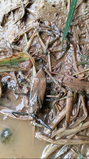 장구애비,수서곤충,곤충,논생물,논생태,동물,animal,곤충,벌레,insect,bug