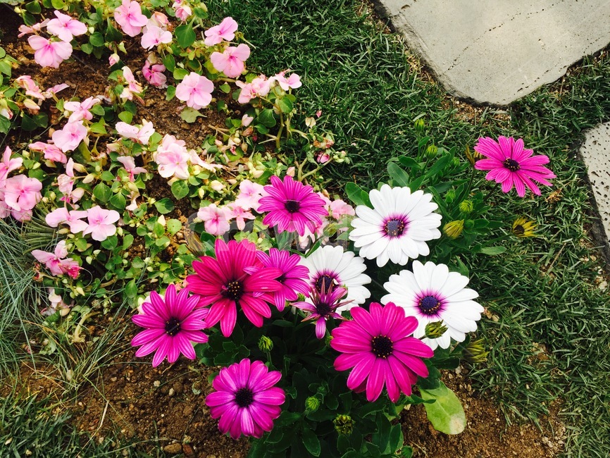 꽃,들꽃,꽃밭,분홍꽃,풍경,식물,자연,plants,nature,꽃,flower