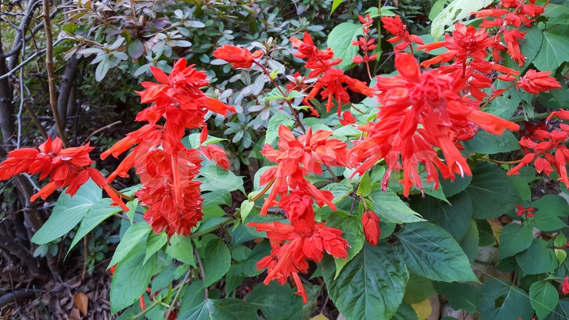 식물,사루비아,꽃,팔강,가을,울진,식물,자연,plants,nature,꽃,flower