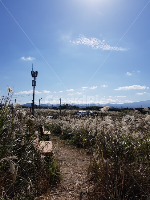 제주,제주도,풍경,억새,억새밭,닭머르