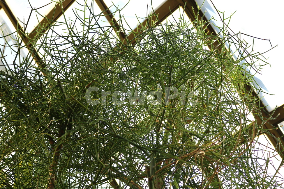 청산호,대극과,식물,나무,열대식물,다육식물,자연,식물원,식물,자연,plants,nature