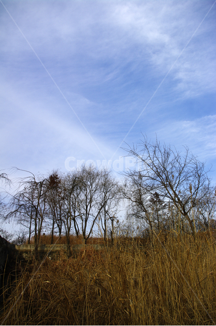 겨울,나무,공원,식물,plant,하늘,구름,자연,풍경,nature,landscape,outdoors,옥외