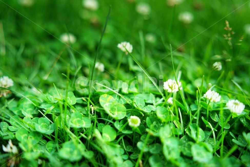 식물,클로버,토끼풀,초록,새싹,봄,grt,식물,자연,plants,nature,꽃,flower