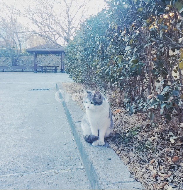 자연,동물,고양이,코리안숏헤어,길고양이,길거리,쉼터