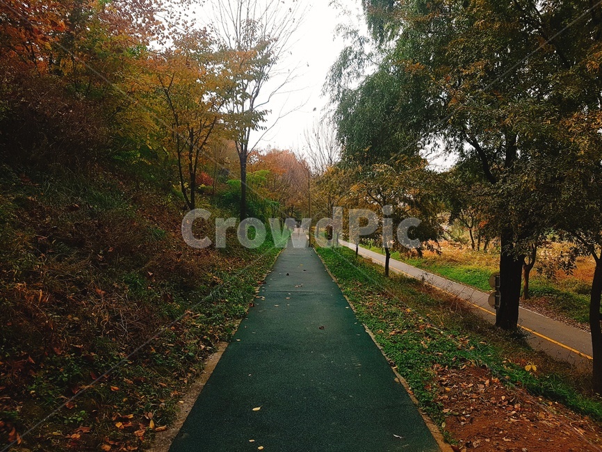 asphalt,아스팔트,tarmac,타맥,단풍,길거리,가을,낙엽,나무,가을,계절,fall,autumn,season