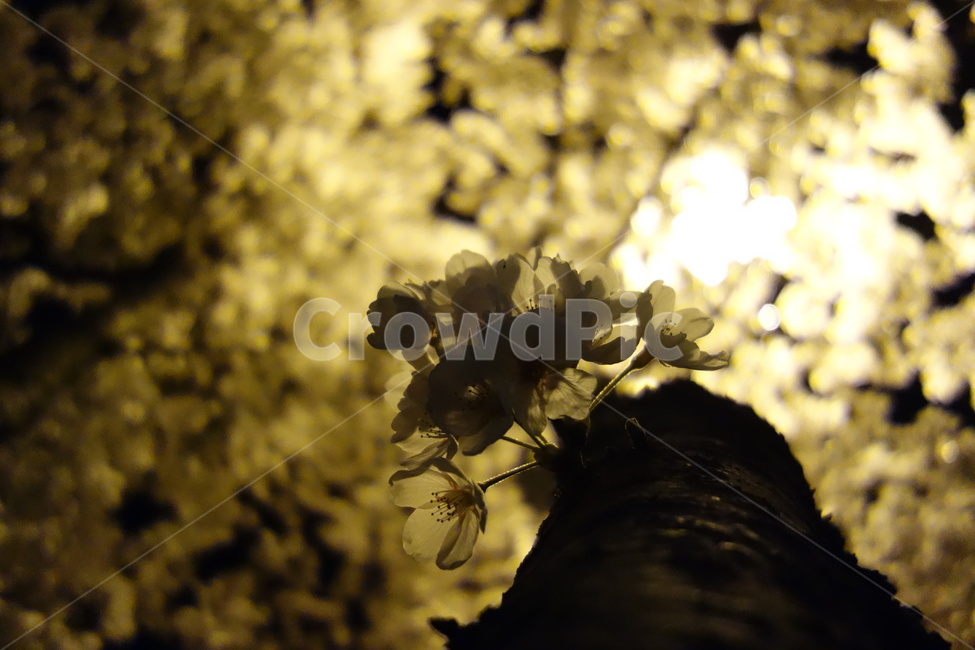 plant,식물,light,빛,flare,플레어,벚꽃