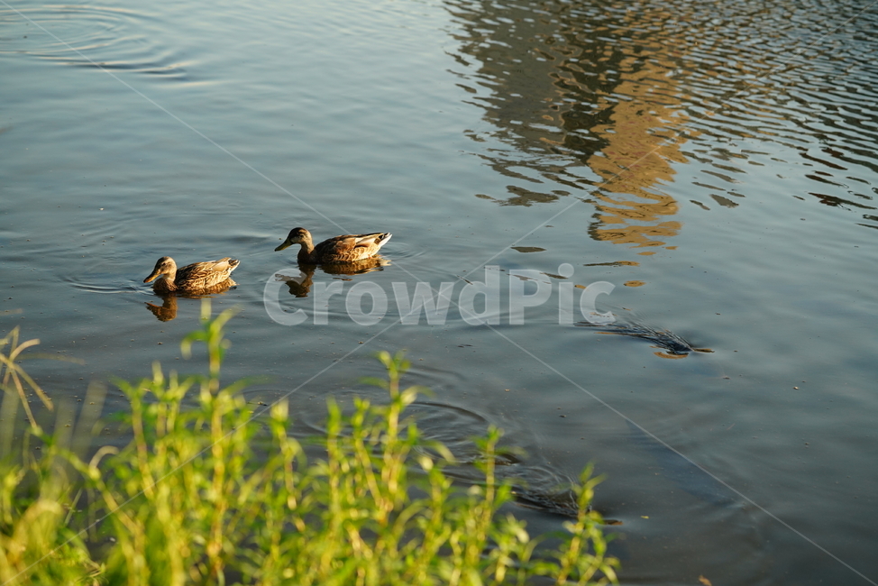 오리,새,생물,동물,duck,bird,생명,물,outdoors,water,동물,animal,조류,새,birds
