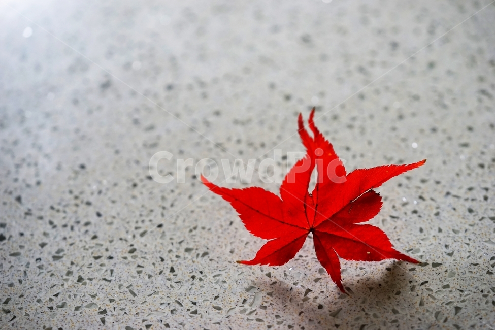 단풍잎,단풍,단풍나무,낙엽,가을,가을,계절,fall,autumn,season,leaf,잎,plant,식물,tree,나무