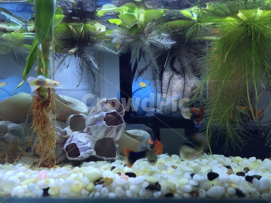 어항,수초,구피,수족관,sealife,어류,물고기,fish