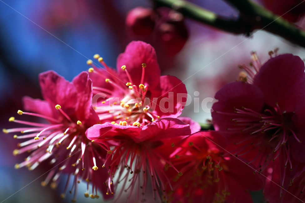 홍매화,매화,홍매,꽃,봄,계절,붉은색매화,식물,자연,plants,nature,꽃,flower