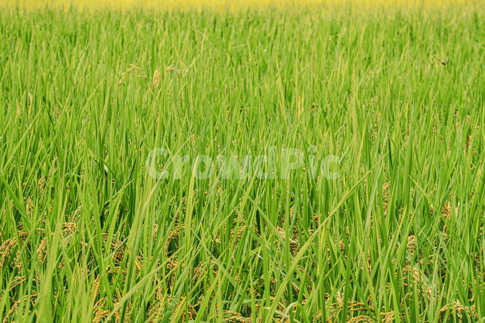 자연,농촌,농어촌,가을,추수,벼,밭,들,농업,농사,agriculture,farming,farming industry