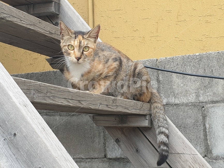 애완동물,cat,고양이,mammal,포유류,animal,동물,나무계단,아비시니안,abyssinian,길냥이,야옹이,반려동물,kitty,생명,얼룩이,pet,streetcat,wildcat,wildanimal,cute,lovely