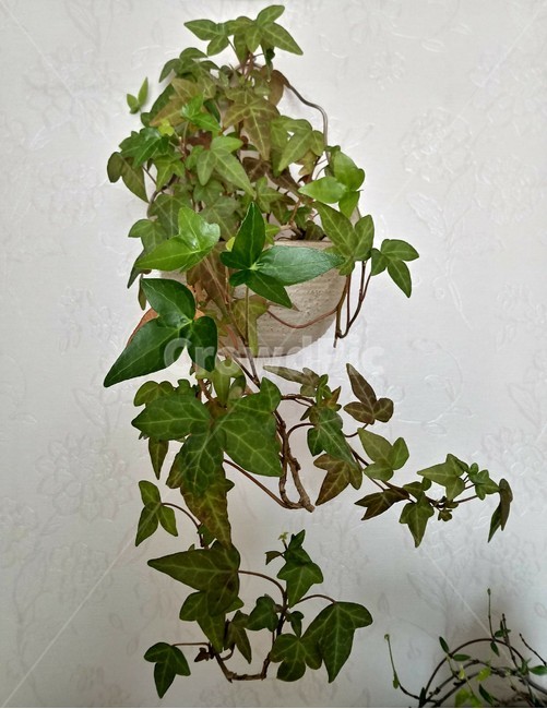 아이비,식물,plant,화분,잎