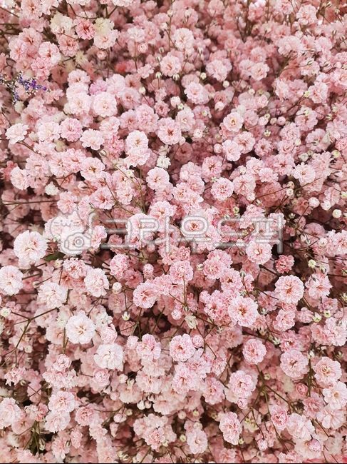 꽃,안개꽃,flower,안개꽃부케,안개꽃다발
