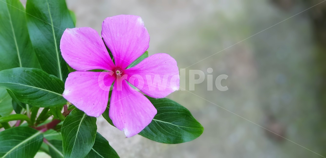 꽃,일일초,식물,자연,가을,정원,관상용,꽃잎,분홍색,식물,자연,plants,nature,꽃,flower
