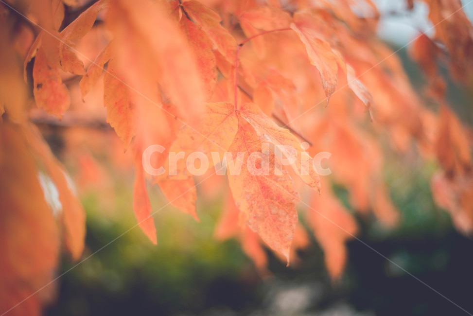 leaf,잎,plant,식물,tree,나무,maple,단풍,가을,계절,fall,autumn,season,식물,자연,plants,nature